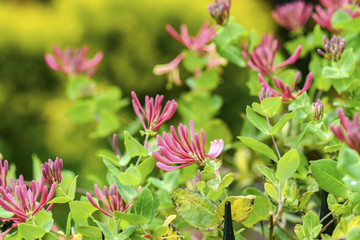 Pink lonicera blooming in the garden in summer.