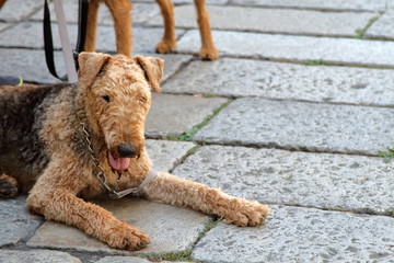 cane fox terrier marrone  seduto primo piano muso