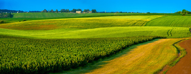 Fototapeta na wymiar view of fields wheat with dirt road