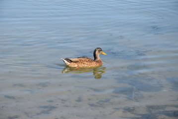 Lonely female mallard (Anas platyrhynchos )