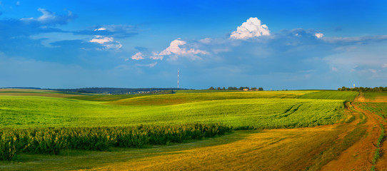 Obraz premium colorful fields and rows of currant bush seedling country road