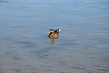 Lone mallard (Anas platyrhynchos)