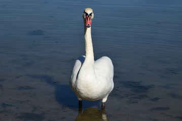 Łabędź niemy - Cygnus olor - brodzący w jeziorze © Maciej