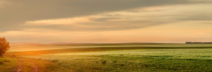 Obraz premium Sunset light of the slopes fields of agricultural crops