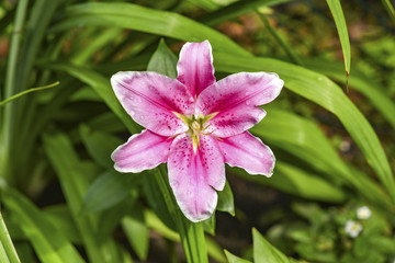 A pink lily blooming in the garden in summer.
