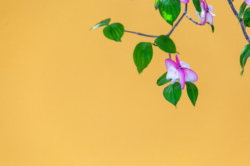 ハナミズキの花