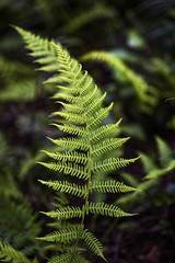 Fern leaf in the summer forest.