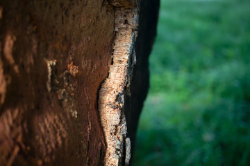 cork tree in summer day
