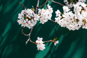 満開の桜