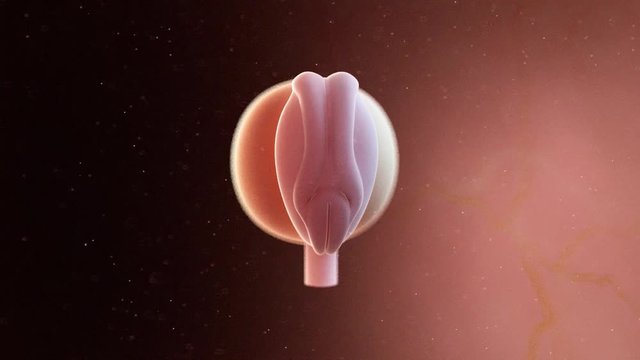 medically accurate 3d illustration of a human fetus week 4