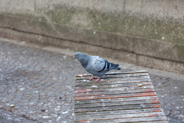 Pigeon on bench