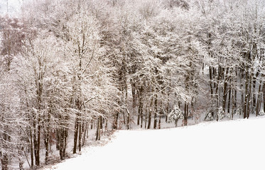 Winter forest with snow in Burgenland Austria