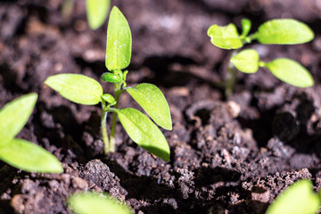 The young green shoots of the seedlings on a natural background
