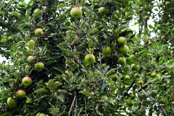 Green apple tree with fruit. Granny Smith
