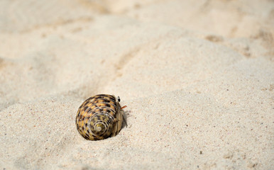 Einsiedlerkrebs in einem Schneckengehäuse im Sand