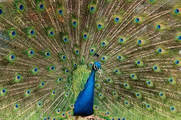 Naklejka premium animali selvatici 