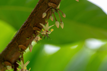 Cocoa flowers, Cacao fruit, Cocoa pod on tree