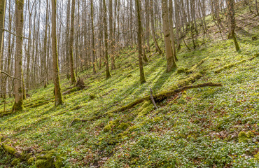 forest at a hillslope