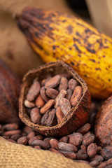 cocoa beans and cocoa pod pouring out into a burlap sack