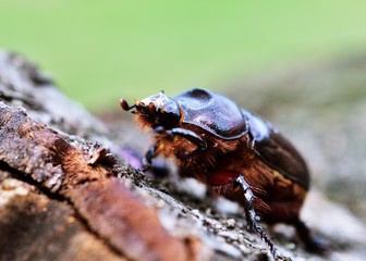 Nashornkäfer (Oryctes nasicornis), weibchen