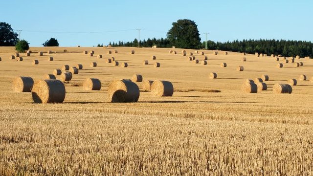 Hay bales on the field after harvest. Agricultural field. Hay bales in golden field landscape.