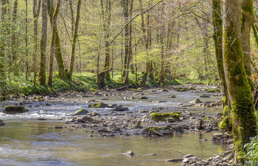 idyllic river at spring time