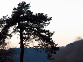 сосна © lrisha