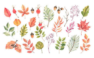 Hand drawn watercolor illustration. Set of fall leaves, acorns, berries, spruce branch. Forest design elements. Hello Autumn! Perfect for seasonal advertisement, invitations, cards