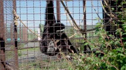 Monkey tears off a leaf from the bush and eats it