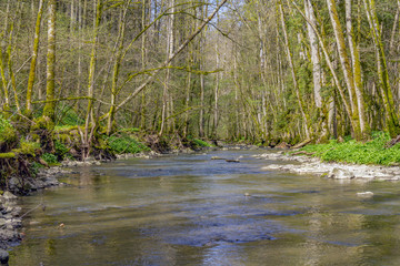idyllic river at spring time