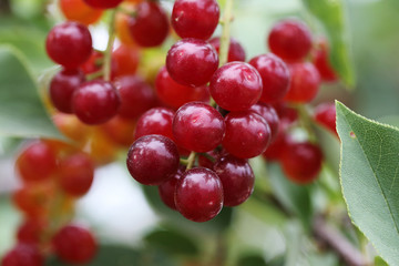 green background with berries and leaves of  Prunus padus
