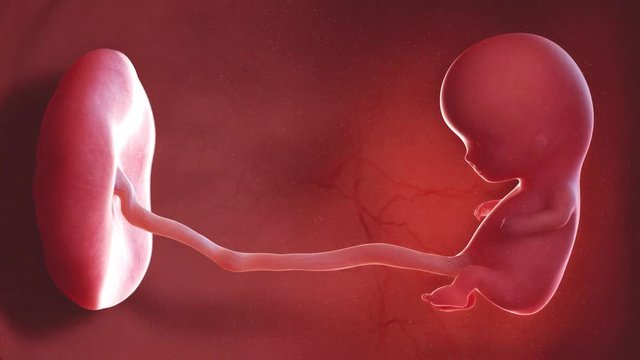 medically accurate 3d illustration of a human fetus week 10