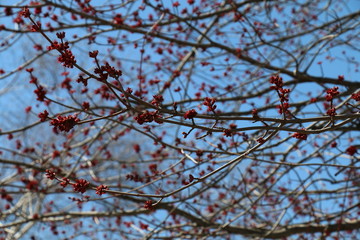 Tree leaves Blooming in spring