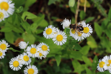 Large drone on the chamomile flower