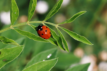 macro photography of flowers and insects