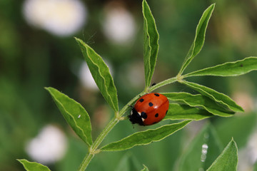 macro photography of flowers and insects