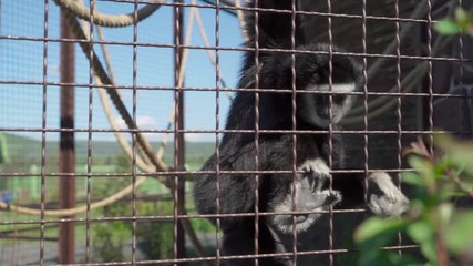 Monkey eats at the zoo
