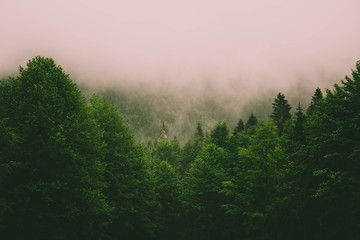 Mystic landscape of evergreen forest