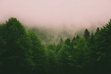 Deurstickers Lichtroze Mystiek landschap van groenblijvend bos