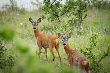 Two roes on the field