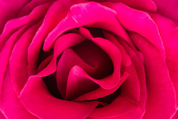 Closeup pink rose texture background