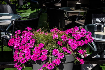 Flowers at the cafe