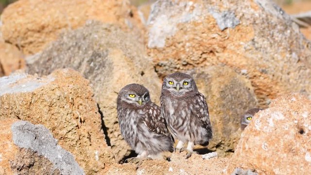 Two Young Little owl (Athene noctua) stands on a stone near his hole