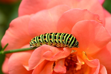 Gąsienica pazia królowej na pomarańczowej róży