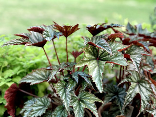 Plant with green and red leaves in the garden
