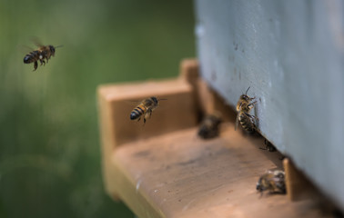 Abeilles a l'entrée de la ruche