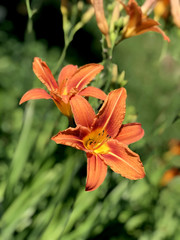 Two orange lilies flowers in the garden
