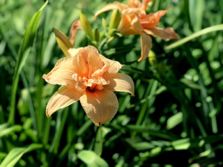 Orange lilies in the garden
