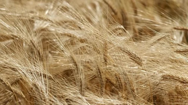 Zoom auf Kornfeld - &Auml;hren in einer Detailaufnahme