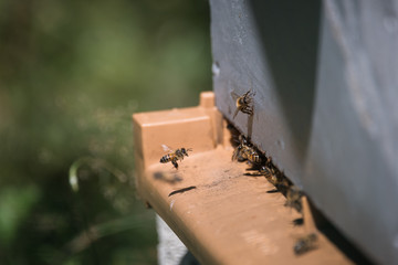 Abeilles a l'entrée de la ruche